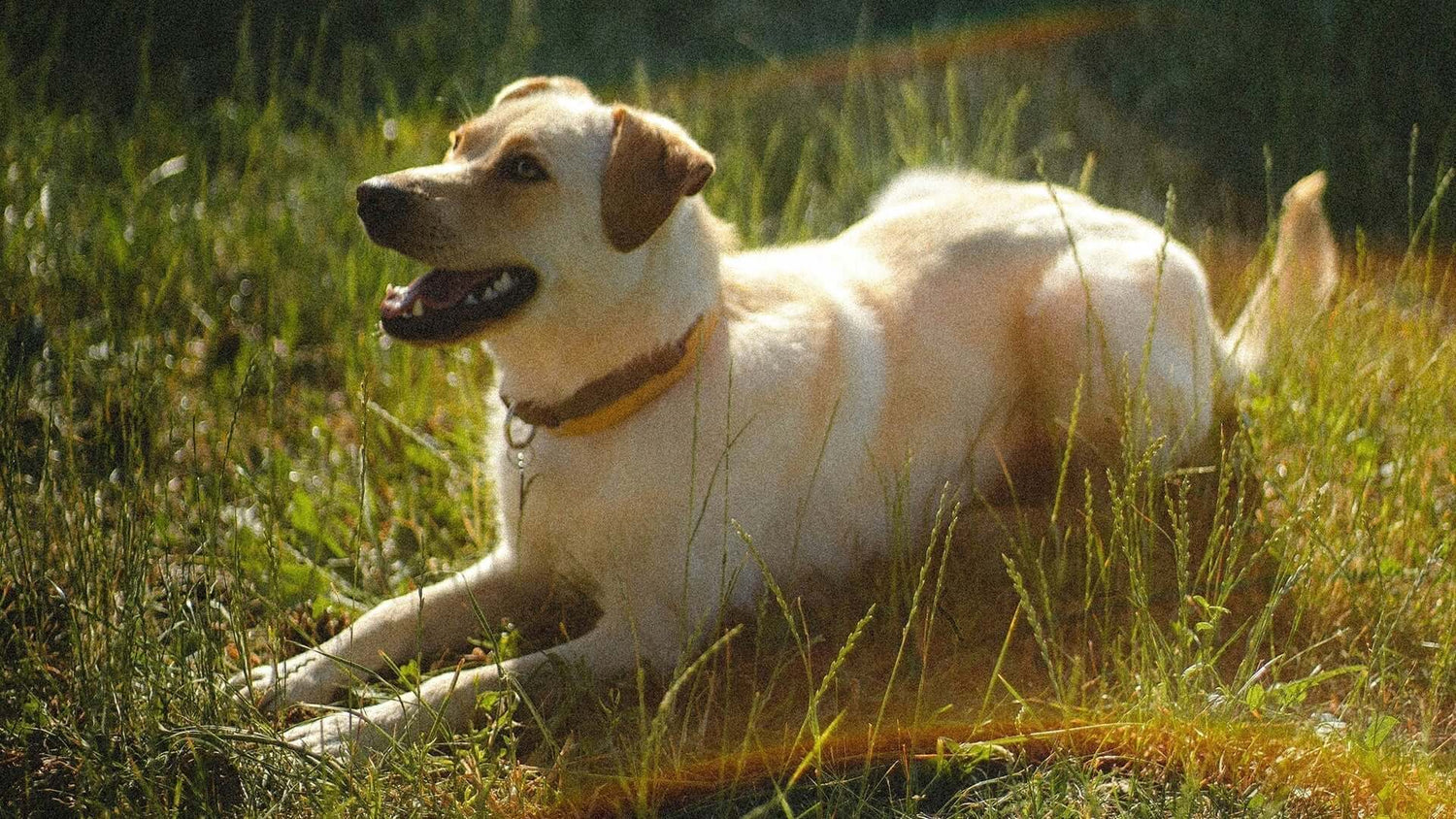 Dog Lying in the Sun | Dashing Pets