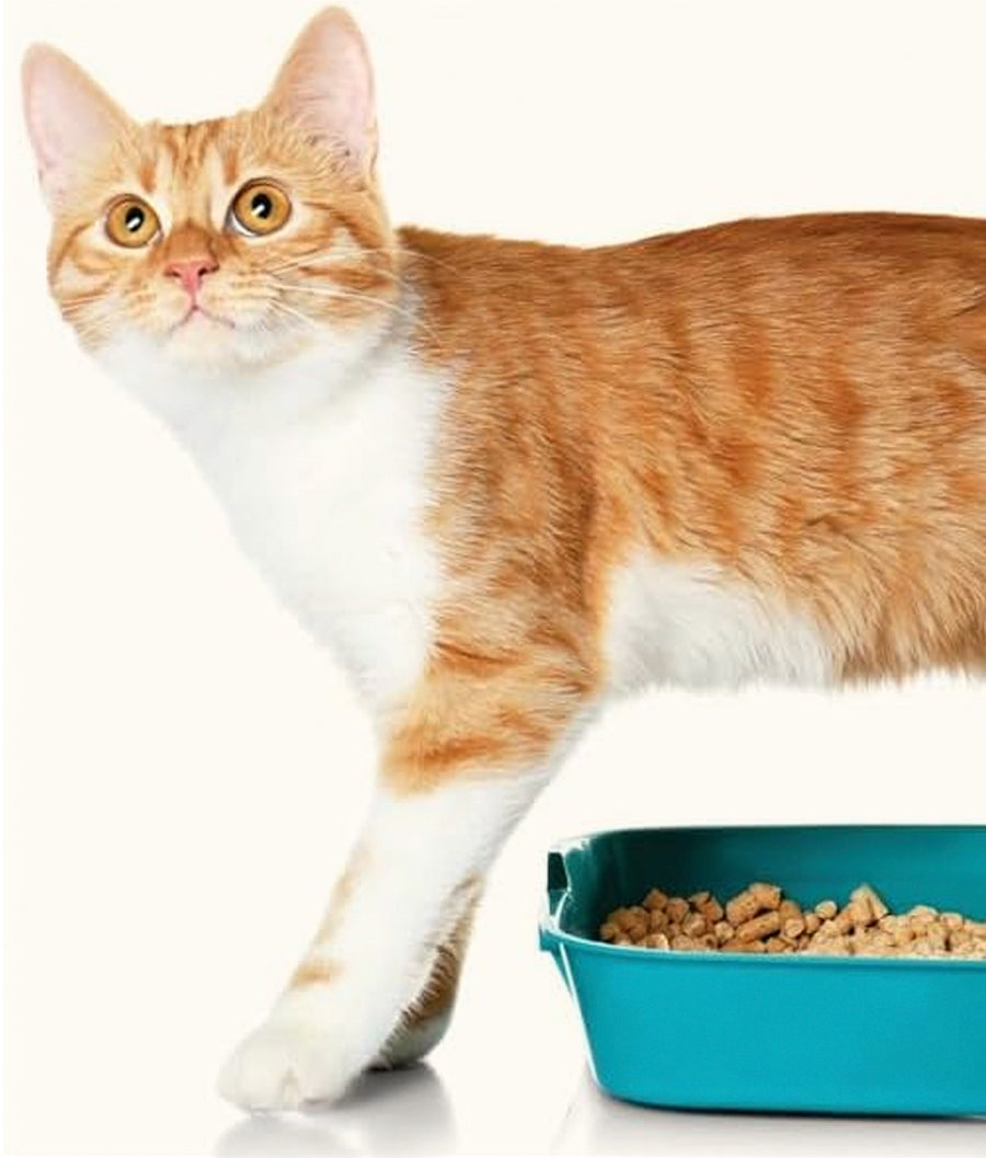 Daro 100% Natural Clumping Cat Litter Apple | Dashing Pets