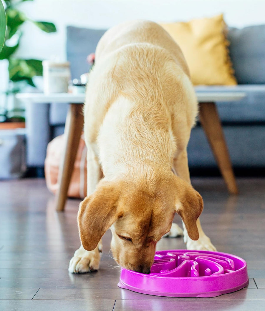 Outward Hound purple slow feeder | Dashing Pets