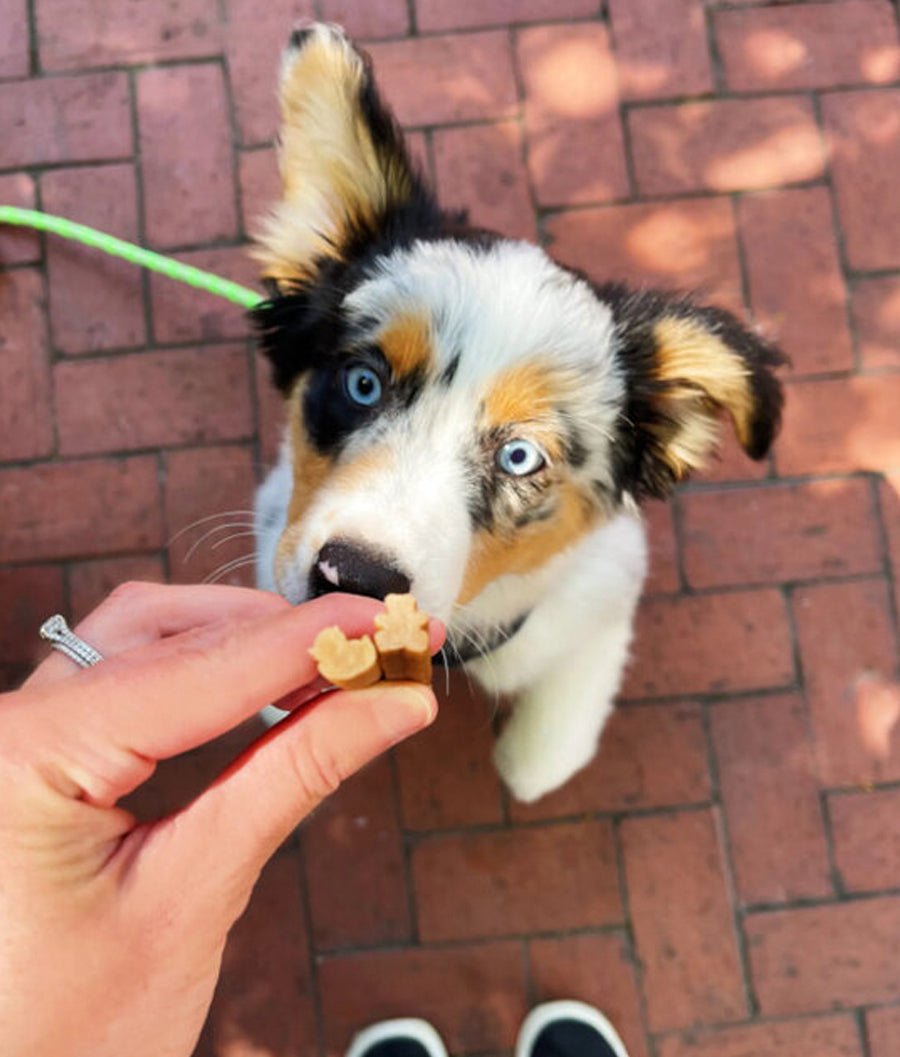 Whimzees Dental Sticks Puppy Medium/Large 7's | Dashing Pets