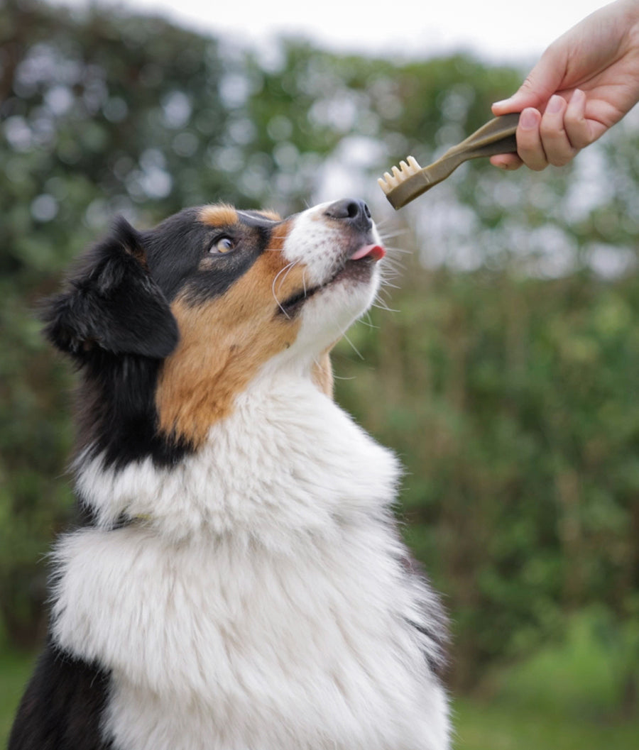 Whimzees Dental Toothbrush Medium (12–18 kg) 7's | Dashing Pets