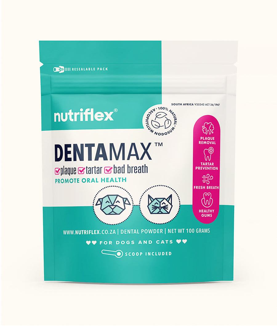 Cat Dental Care