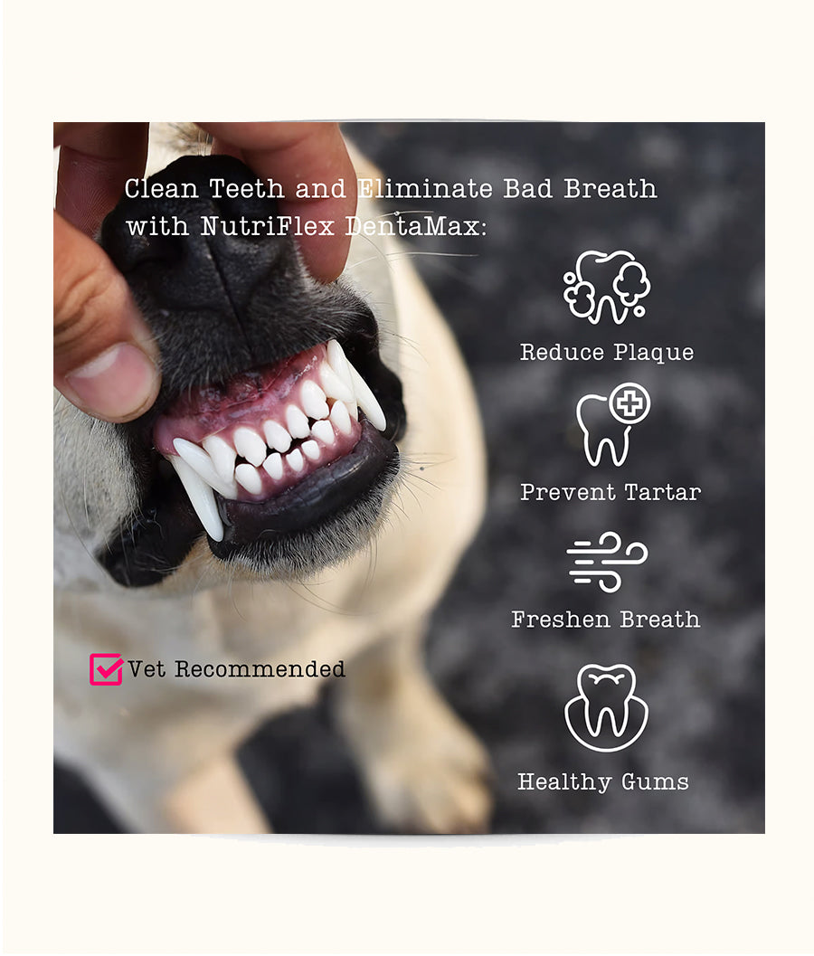 Nutriflex DentaMax Oral Hygiene Dental Powder For Dogs & Cats  | Dashing Pets